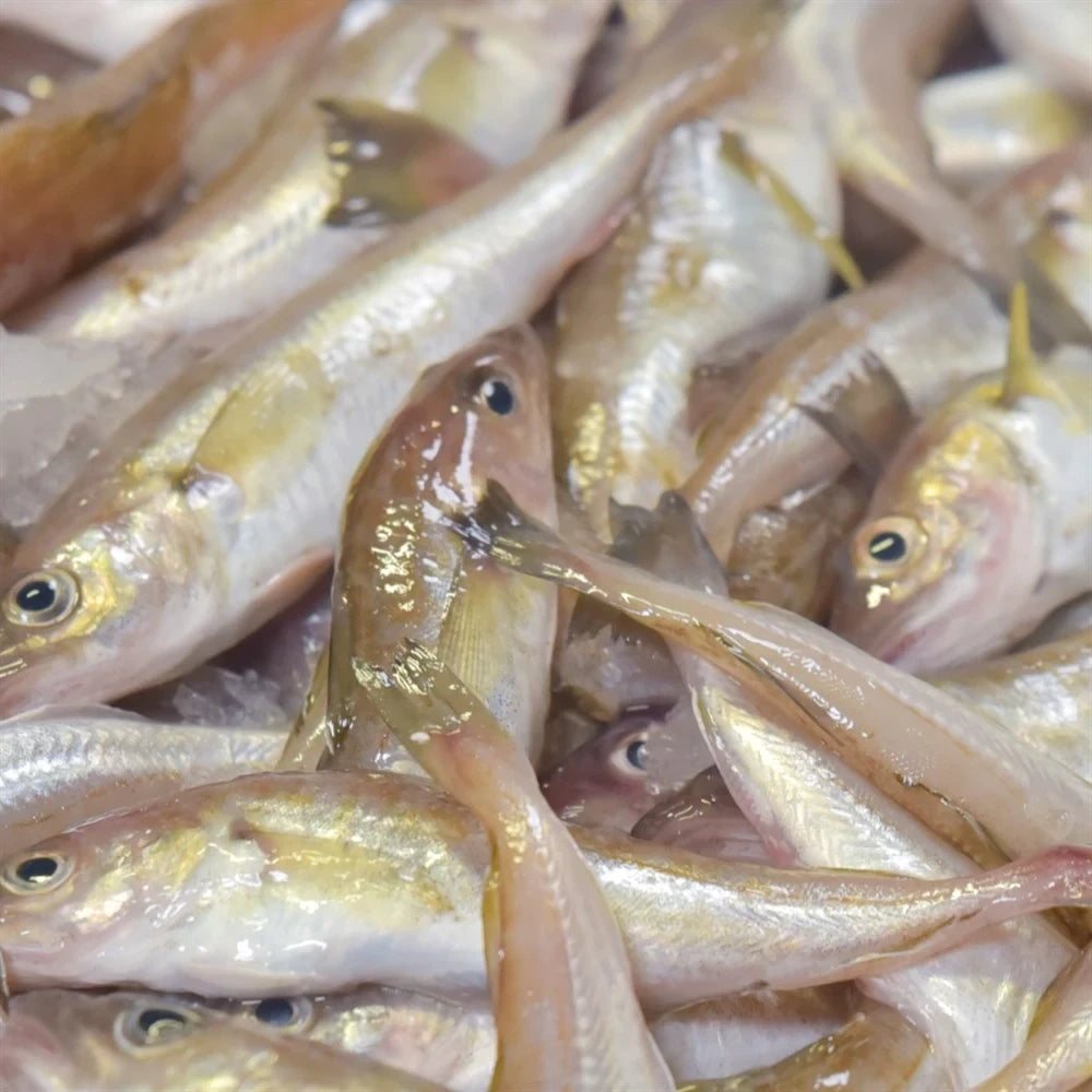 Karadeniz Taze Mezgit 1 Kg