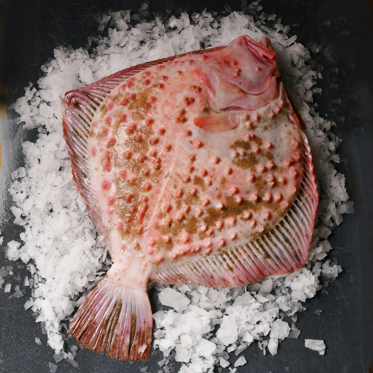 Kalkan Balığı (Taze)